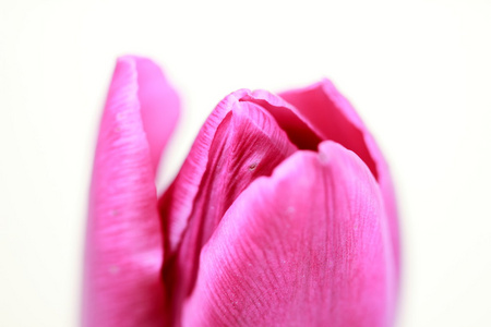 在白色背景上的粉红郁金香