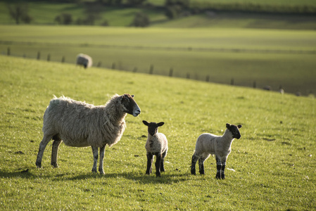 生如景观形象的新生儿春羔和羊的 f
