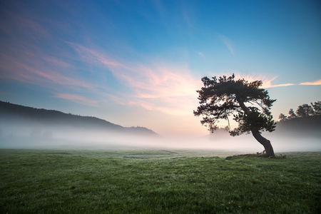 雾覆盖树木在谷与明亮的蓝色天空