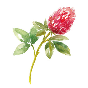 粉红色的苜蓿图片-粉红色的苜蓿素材-粉红色的苜蓿插画-摄图新视界