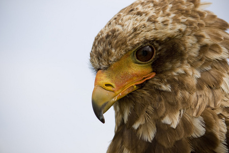 bateleur 鹰