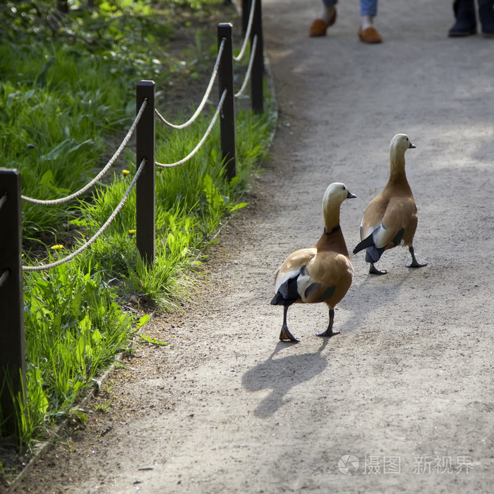两只鸭子走在路上