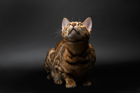 纯种孟加拉猫图片