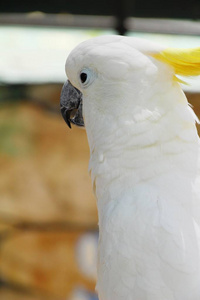 Macore 鸟鹦鹉美丽在动物园里