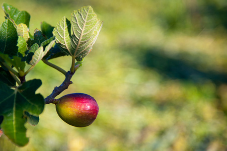 水果实物免抠原始图照片