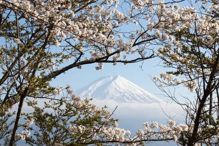 用樱花盛开的作为前景色为背景的日本富士山