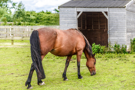 放牧对在英格兰东南部的一个农场的美丽匹棕色的马照片