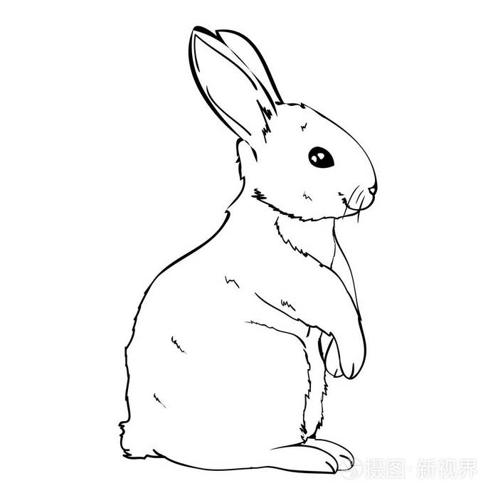 兔子,动物,插画矢量