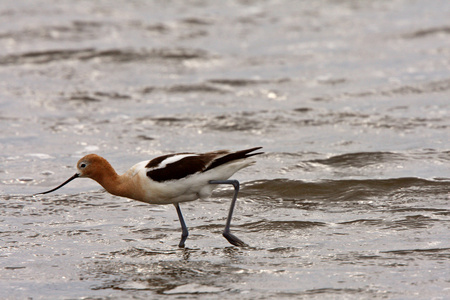 美国 avocet 在浅水中涉水