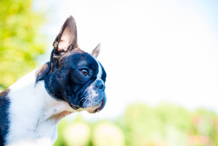 波士顿梗犬狗上模糊的夏天背景图片