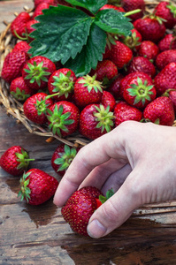 夏天收获的草莓