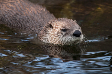 水獭