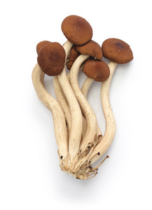 茶树菇牛柳新鲜的茶树菇照片