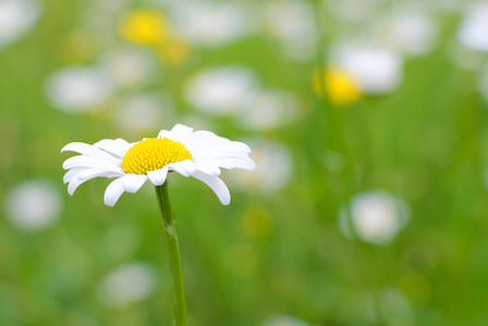 小的景深在小景深的雏菊照片