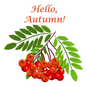罗文束浆果成熟红叶树秋天季节天然水果矢量图