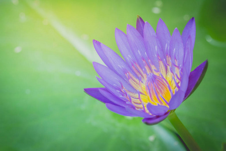 一朵紫色莲花的外观是一个美丽