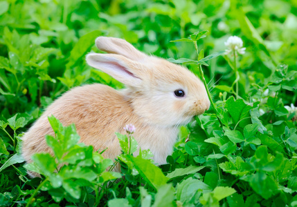 在绿色草地上的小 rabbiti