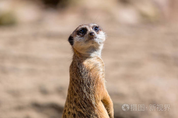 在野外的猫鼬