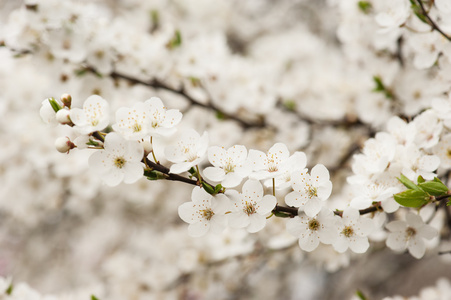 杏树花