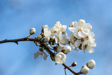 苹果树花在春天