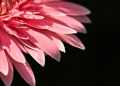 粉色非洲菊花卉