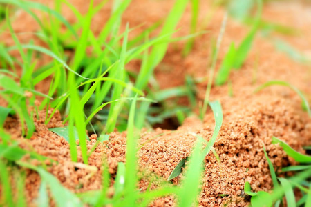 一窝蚂蚁，长满绿草