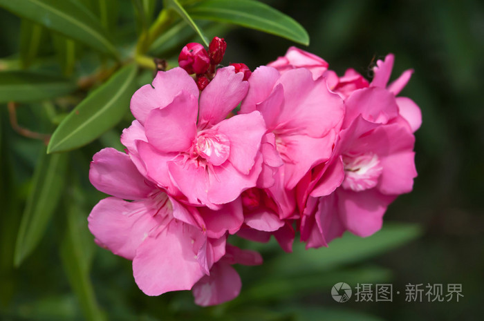 夹竹桃玫瑰湾花与假夹竹桃夹竹桃 l