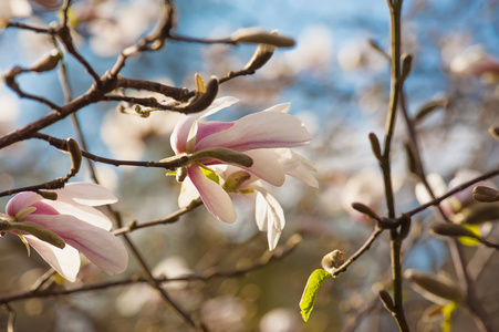 白花