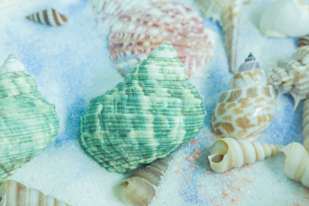 贝壳收藏上的放置在砂背景