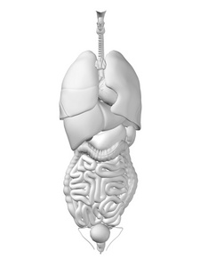 胸部器官健康设计