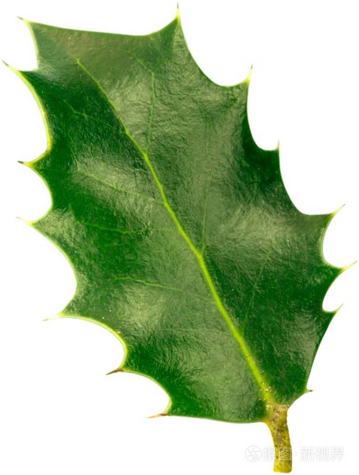欧洲冬青 (冬青 aquifolium) 叶子在白色背景照片-正版商用图片0c65g0