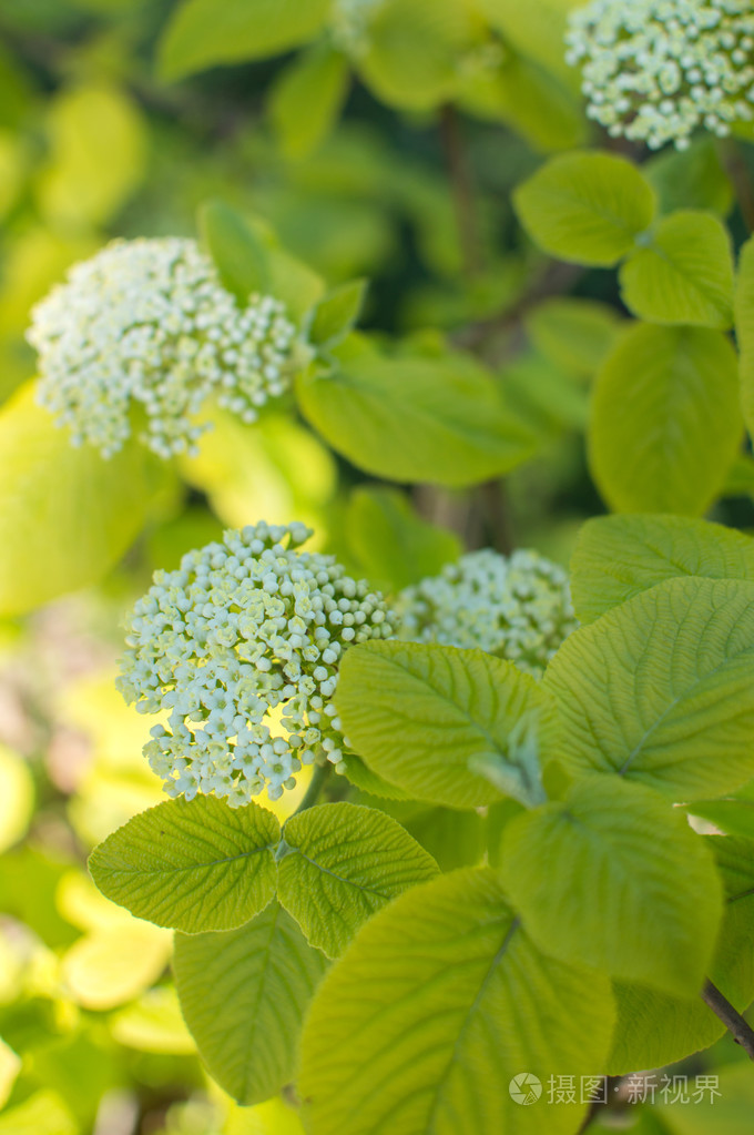 开白花的春天植物