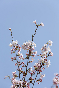 樱花树