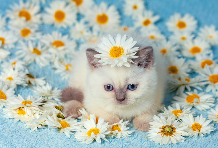 可爱的小猫咪坐在菊花花上照片