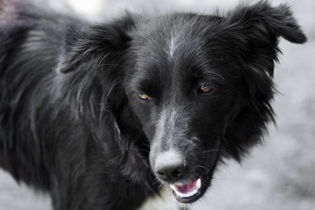 黑犬肖像