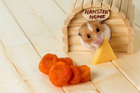 奶酪的房子一只仓鼠吃奶酪从他的房子照片