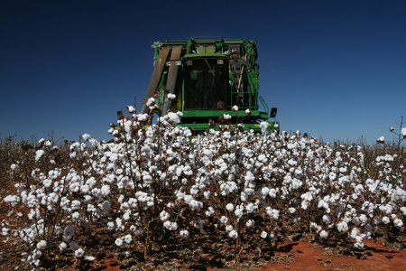 棉花收获季节