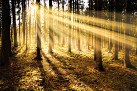 日出阳光照射自然背景 autimn 季节性气氛概念照片