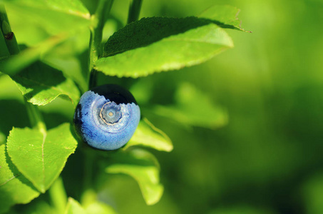 在自然成熟的蓝莓