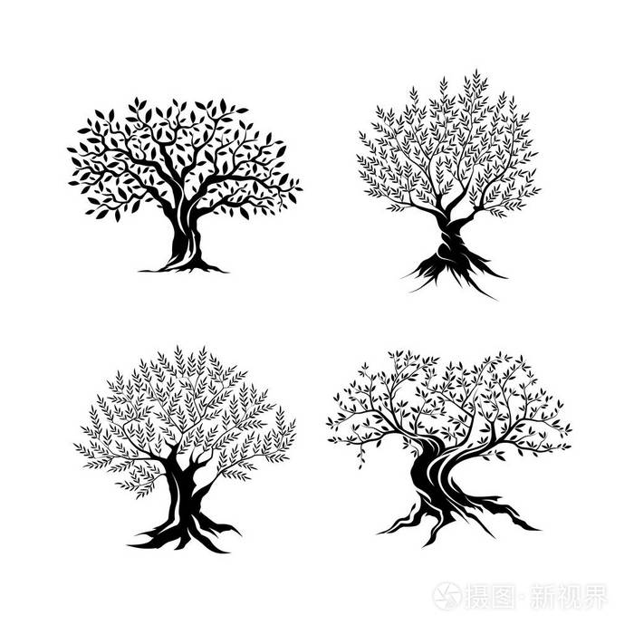 孤立在白色背景上的美丽壮观的橄榄树剪影