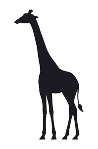 白色背景上的长颈鹿的向量轮廓