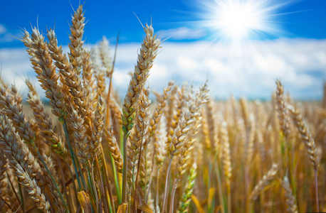 在蓝天的田野里的小麦子