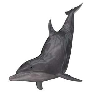 海豚   3d 渲染