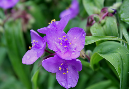 雨落在紫花