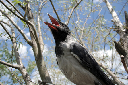 婴儿和鸟无缝背景鹤嘴鸟饥饿的小荣格黑鸟, 关闭拍摄的打开叫喊喙小鸟