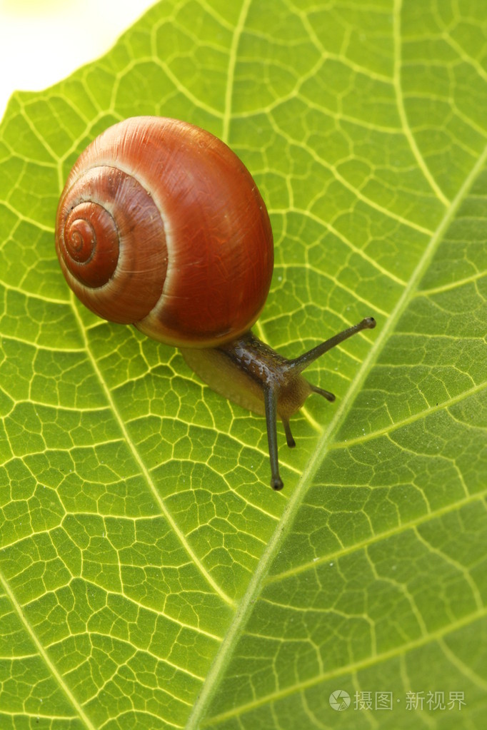 小蜗牛