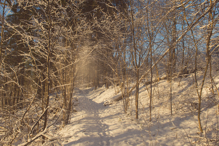 雪覆盖的冬季森林复古复古