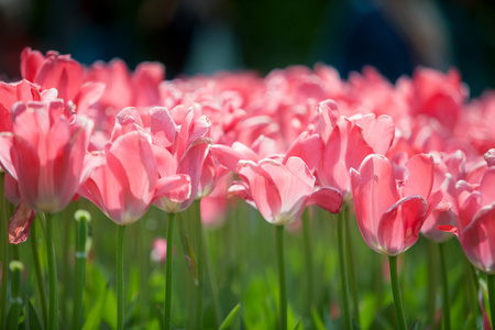 美丽的粉红色郁金香花