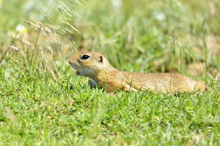 gopher 的性质