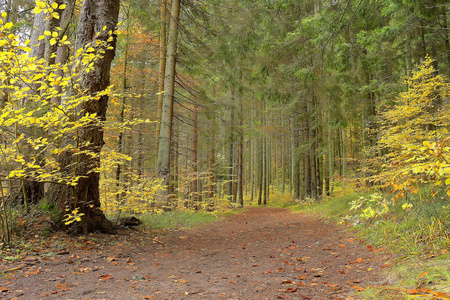 秋天的小巷。森林阳光明媚的秋天风景行秋泛黄的树木，在秋日的阳光下